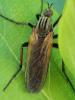 Empis tessellata